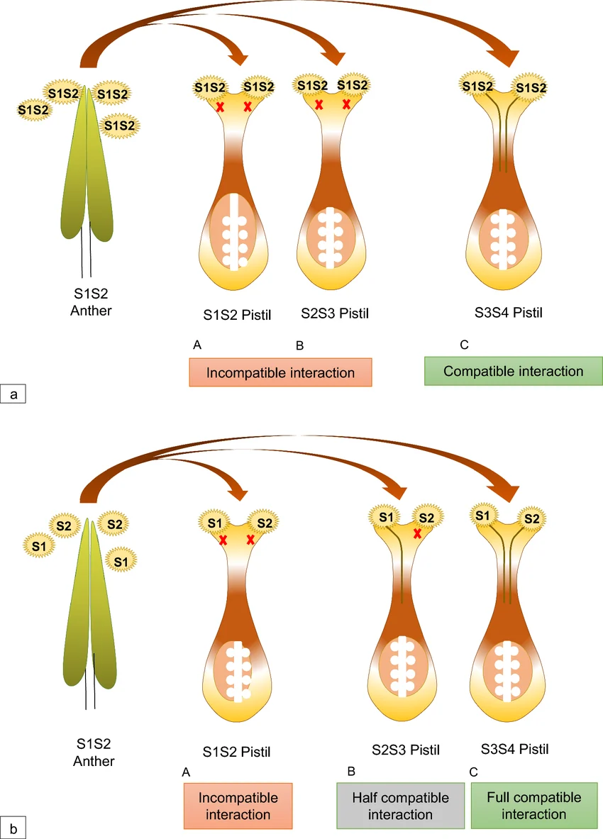 match of haplotypes,matching allele,compatibility types, self-incompatibility systems