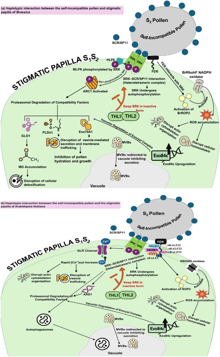 Self-incompatibility,flowering plants , S-RNase,molecular techniques