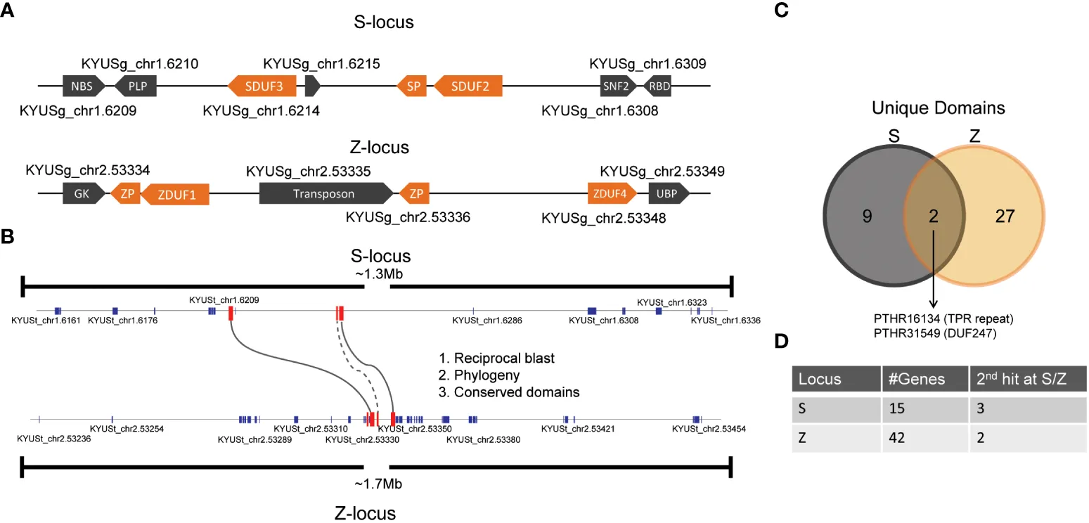 Structure of the DUF247,y phylogenetic analysis,technologies