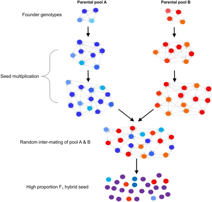 homozygous inbred lines, plant breeding ,F1 hybrids,