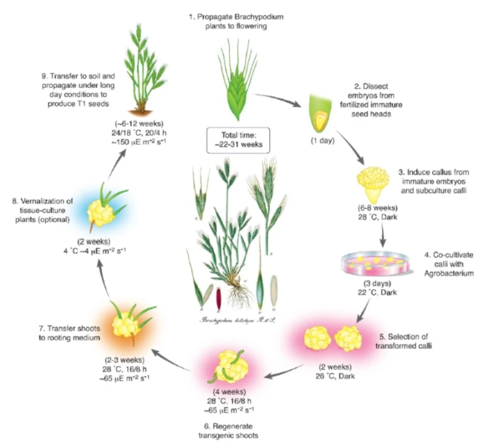 A monocot grass model system for plant biology growth habit,genome size, a Model Grass, genus Brachypodium