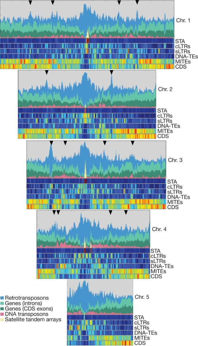genome evolution,sorghum genomes ,wild grass Brachypodium distachyon,subfamilies of grasses