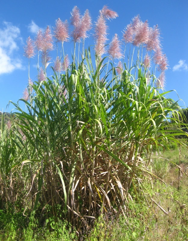 production of sugar, ethanol , strong-growing species of grass,Saccharum officinarum