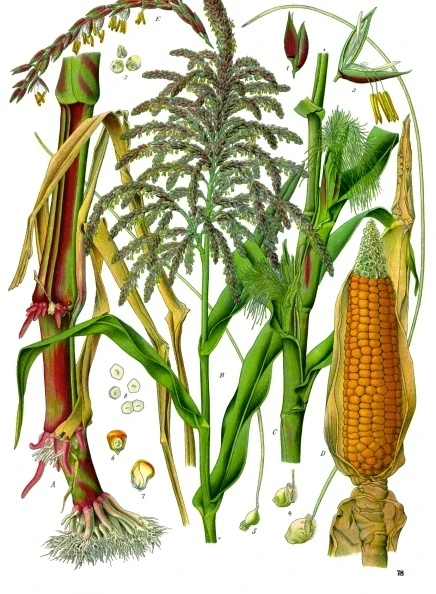 produce pollen,tall stout grass , corn