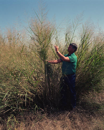 Switchgrass is a native North American perennial grass with broad environmental adaptability. It requires minimal inputs and is well-suited for cultivation on marginal lands.,biosequestration of atmospheric,dominant species of the central North American