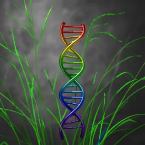 Brachypodium Genome Project